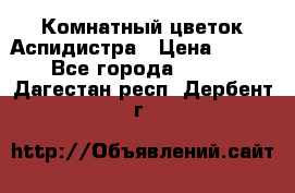 Комнатный цветок Аспидистра › Цена ­ 150 - Все города  »    . Дагестан респ.,Дербент г.